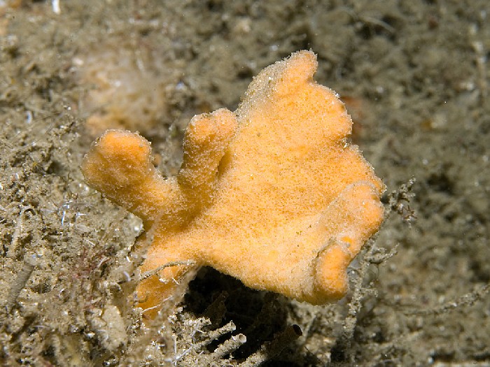 Axinella vaceleti